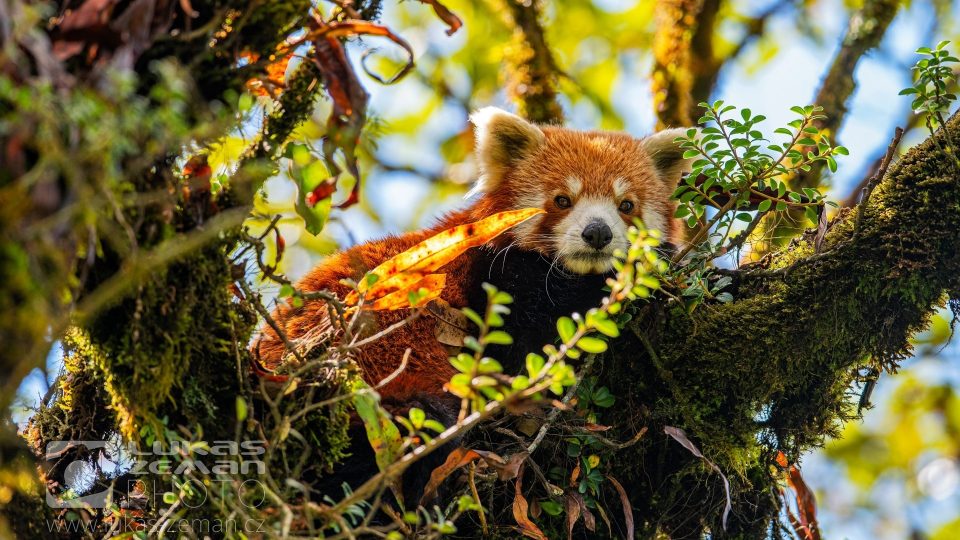 Panda červená v Nepálu