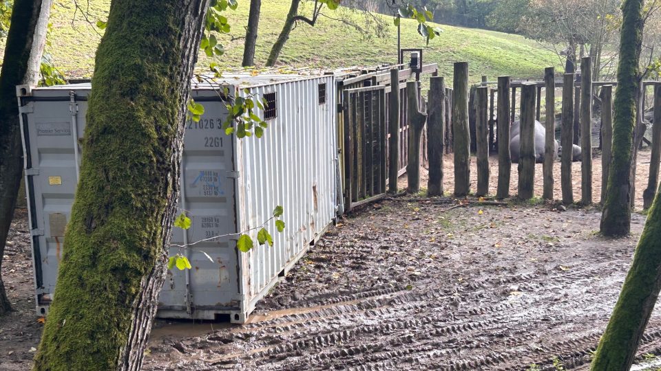 Hroši se ve dvorském safari parku stěhovali do svého zimoviště