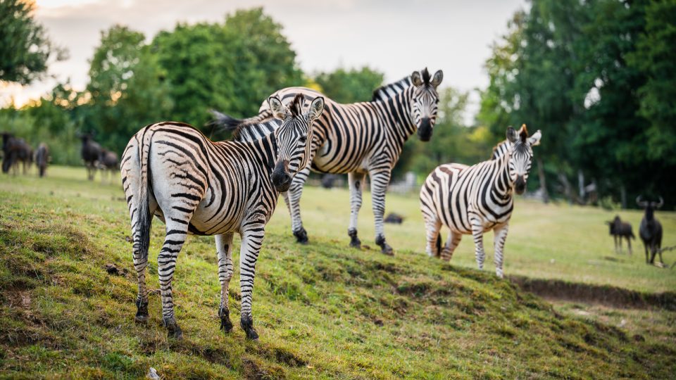 Mezi africká zvířata autem. Volnými výběhy bezpečně projedete v osobním autě nebo v safaribusu