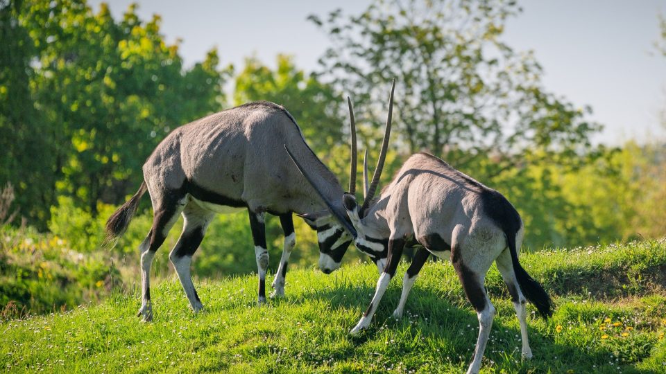 Příjemné počasí posledních dnů umožnilo Safari Parku Dvůr Králové otevřít hlavní turistickou sezónu