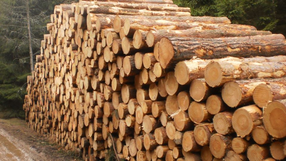 Těžba dřeva napadeného kůrovcem