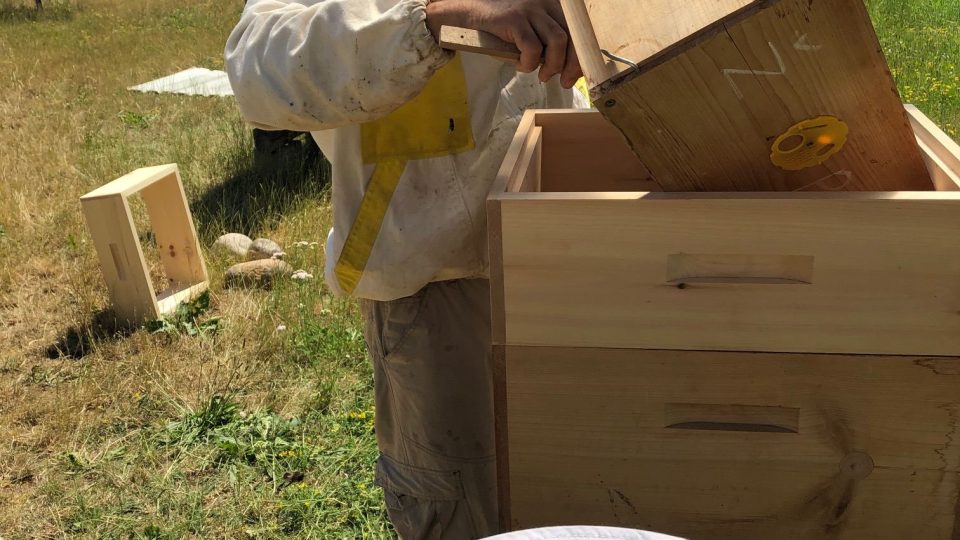 Členové včelařského kroužku pod hostinskou uměleckou školou společně se zkušenými včelaři začali vytáčet květový med