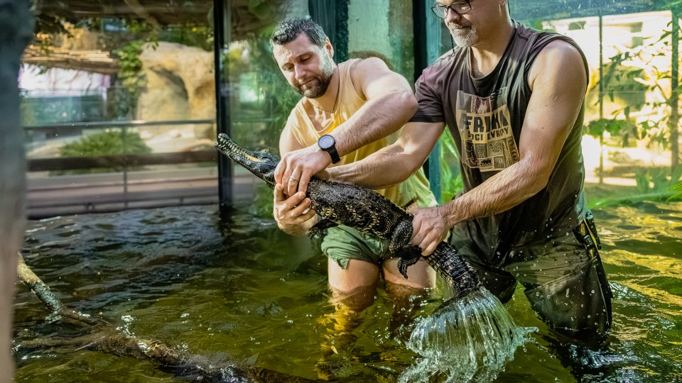 Odchyt krokodýlů čelnatých ve dvorském safari parku