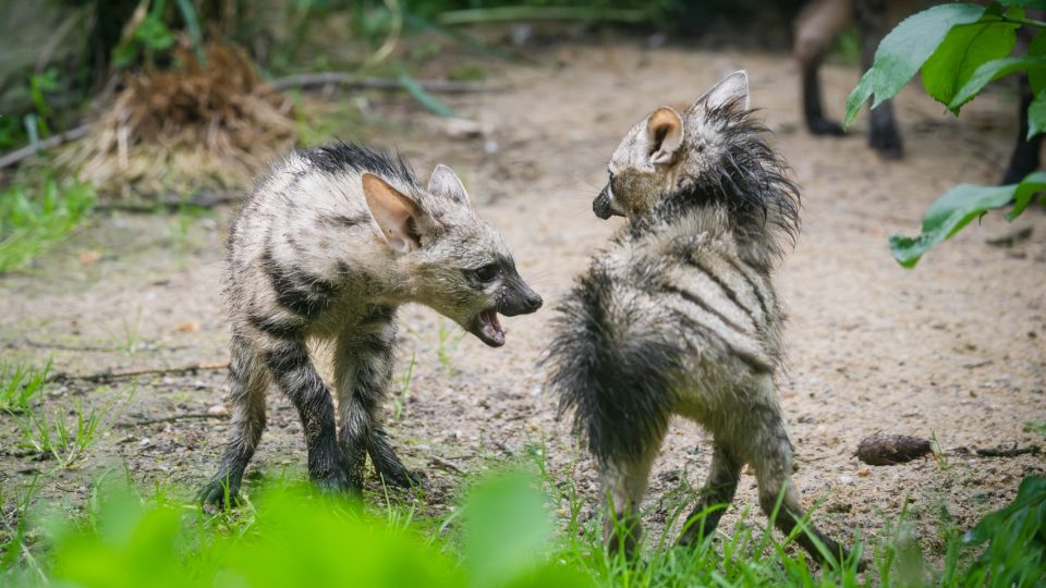 První česká mláďata hyenky hřivnaté již vycházejí do výběhu