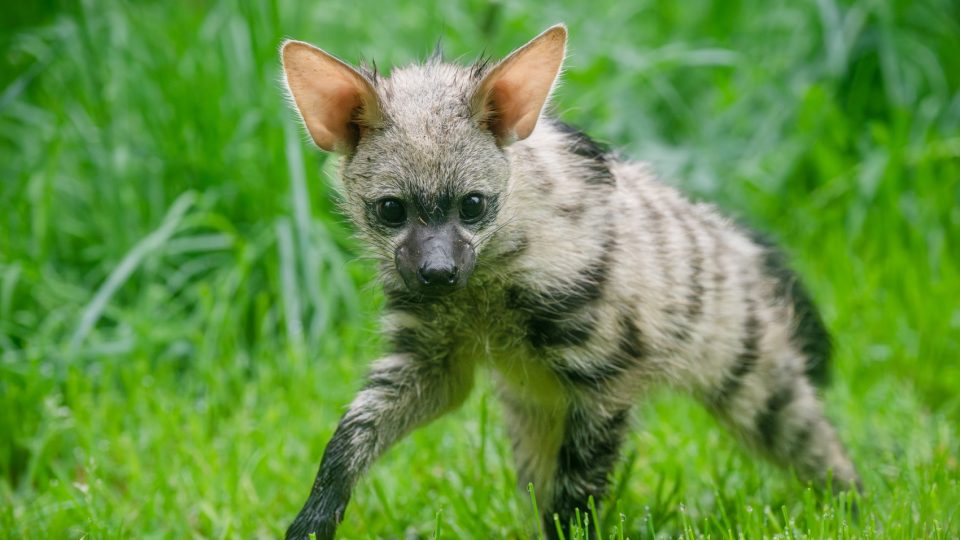 První česká mláďata hyenky hřivnaté již vycházejí do výběhu