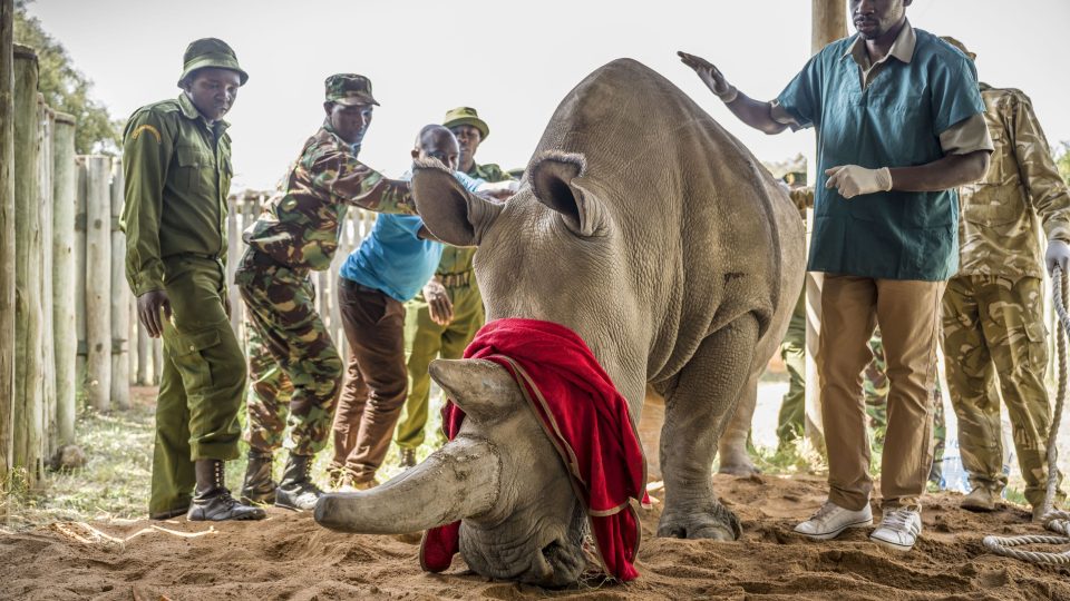 Osud nosorožce bílého severního je v rukou vědců