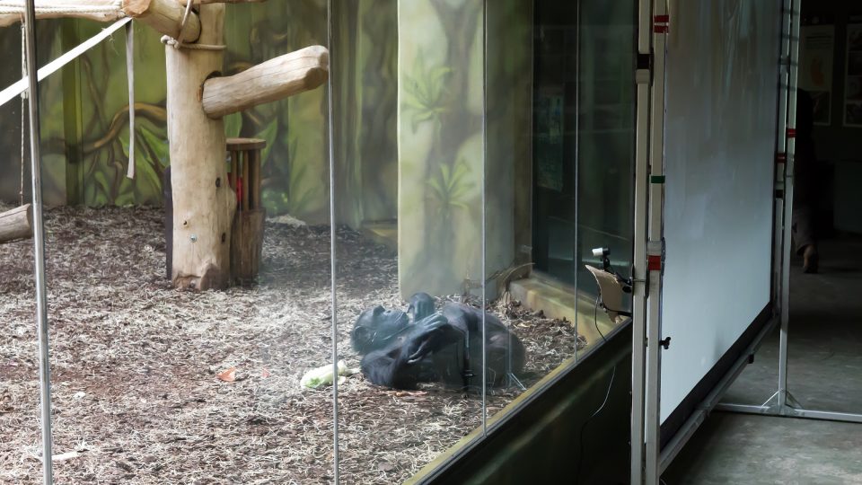 Přenos ze života lidoopů propojil dvorský safari park s brněnskou zoo