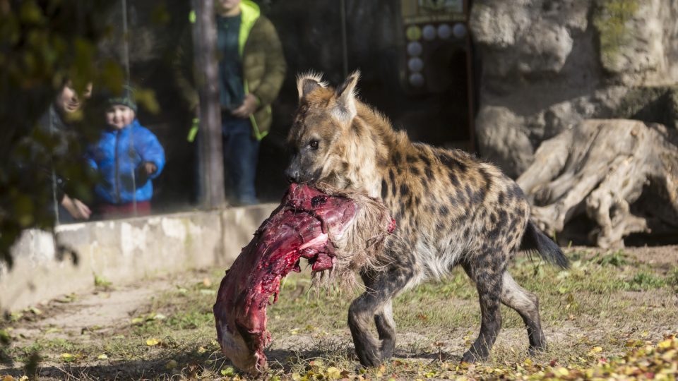Pozvi zvíře na oběd! Hyena skvrnitá