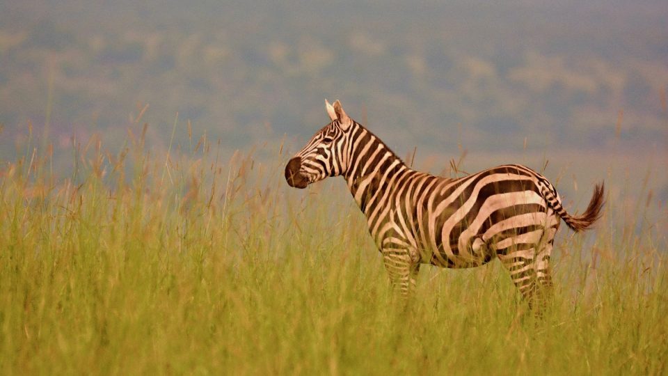 Zebra bezhřívá v Ugandě