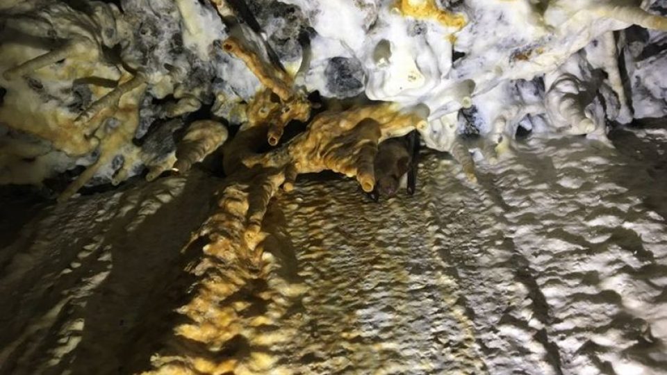 Ochranáři počítají v Orlických horách netopýry. Procházejí proto i staré pěchotní bunkry