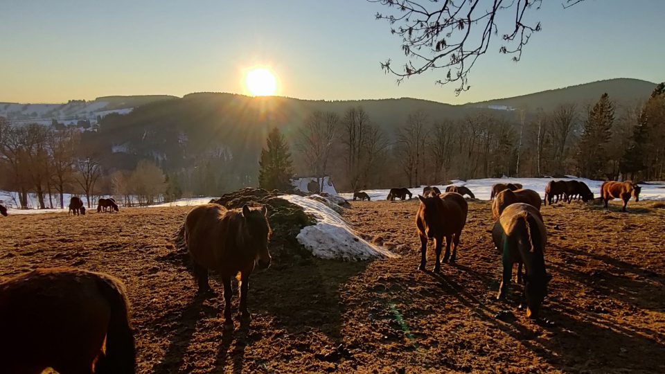 Stáda krásných huculských koní na farmě Hucul v Krkonoších