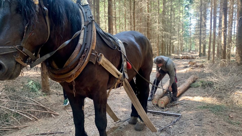 Milan Šimek sváží celý život s koňmi dřevo z lesa. Fyzicky namáhavou práci miluje pro její svobodu