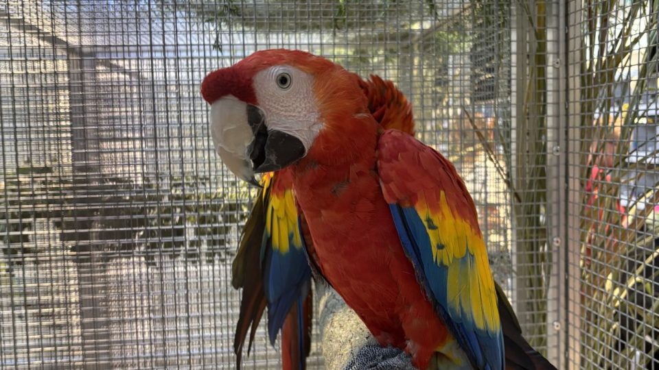 Výstava exotického ptactva se konala v Hradci Králové