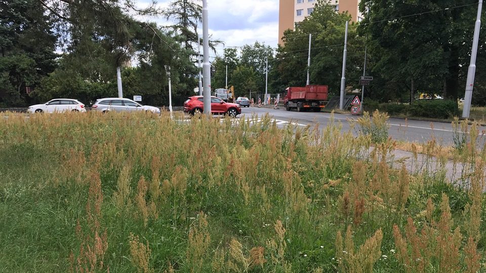 Pracovníci hradeckých technických služeb zastavili sekání trávy na území města. Důvodem není jen suché počasí, ale také tlak obyvatel