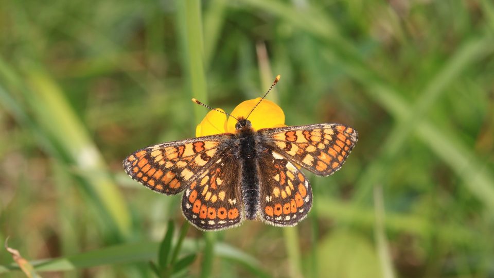 Hnědásek je ohroženým druhem motýla (ilustrační foto)