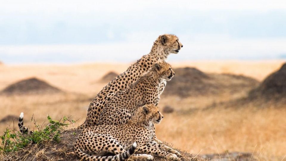 Rodinka - Masai Mara, Keňa