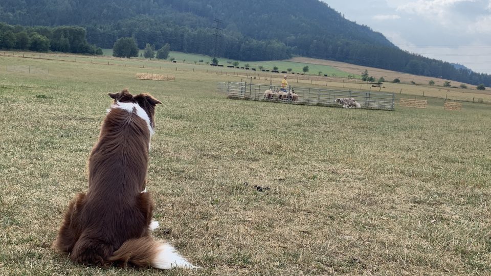 Speciální tábor pro ovčácké psy se koná každoročně v malé obci Martínkovice na Broumovsku