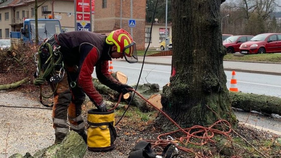 Na Benešově nábřeží ve Dvoře Králové musí pokácet nemocné stromy