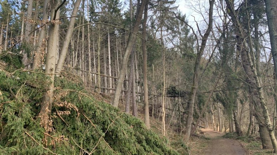 Začal úklid lesa Včelný u Rychnova nad Kněžnou, kde řádila vichřice