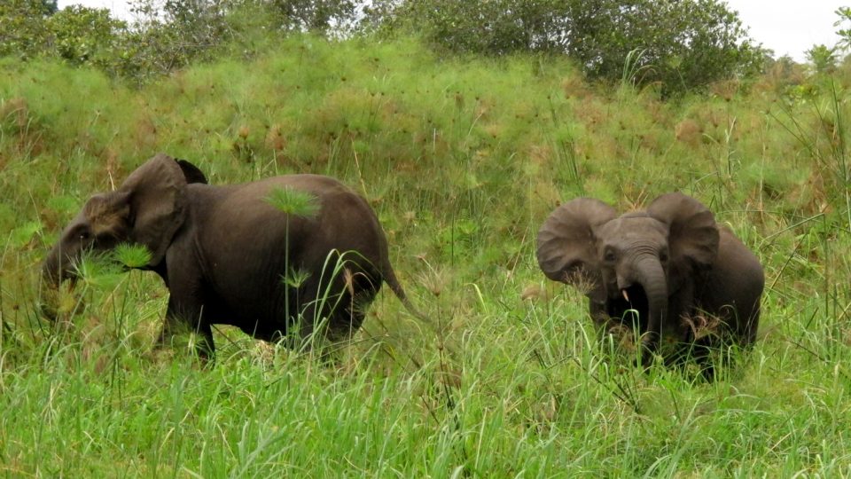 Do nejčernější Afriky nejen za gorilami. To je Gabon