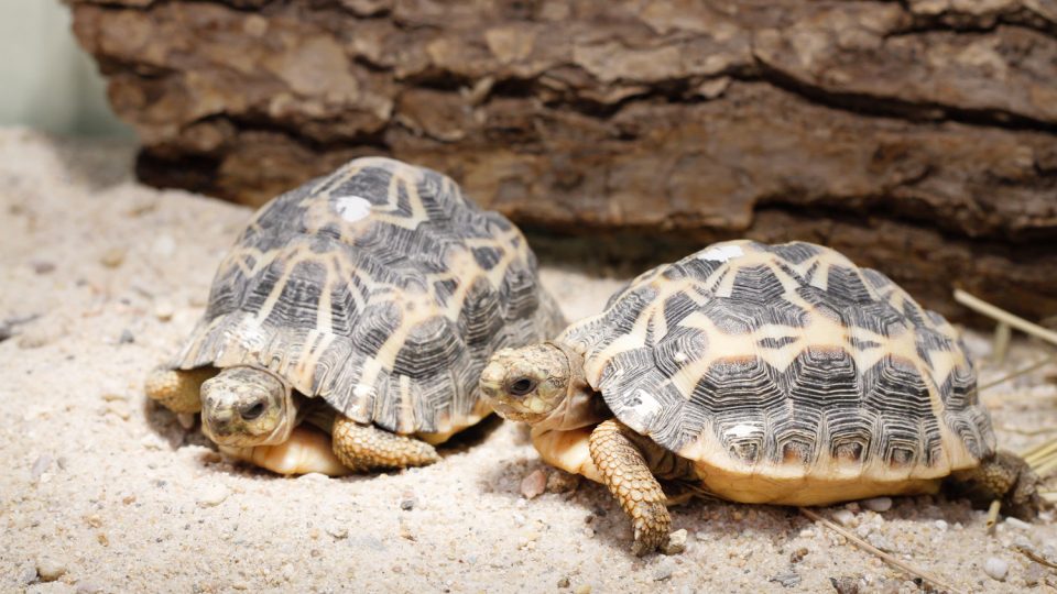 Safari park získal kriticky ohrožené želvy pavoukovité. Až půl roku dlouhé období „prospí“