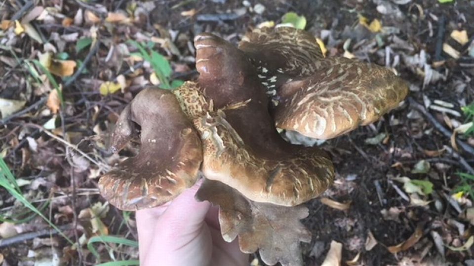V Královéhradeckém kraji se můžou houbaři radovat z pomalu začínající sezóny