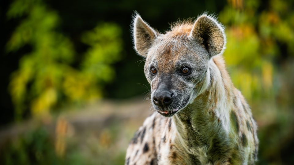 Hyena skvrnitá v areálu West Cape
