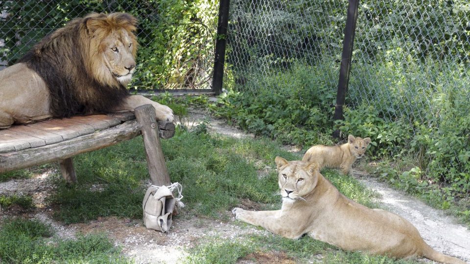 Nově sestavená lví smečka v Safari Parku Dvůr Králové 