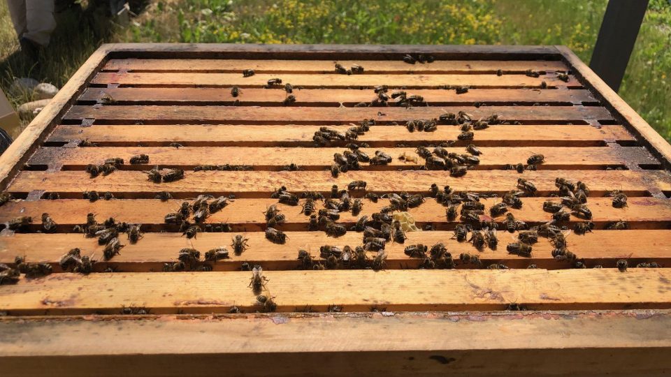 Členové včelařského kroužku pod hostinskou uměleckou školou společně se zkušenými včelaři začali vytáčet květový med