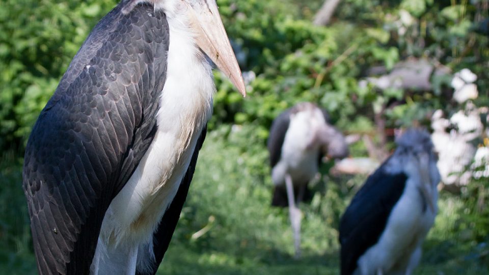Složitý odchov čápa marabu v Safari Parku Dvůr Králové