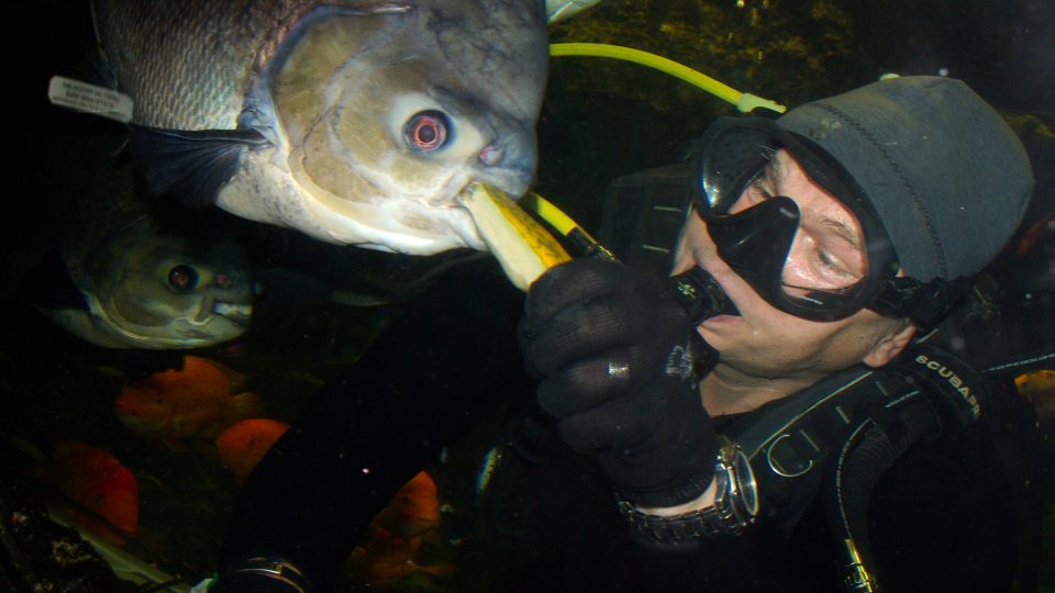 Krmení pod hladinou