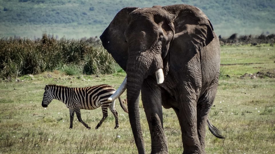 Slon a zebra v Ngorongoro