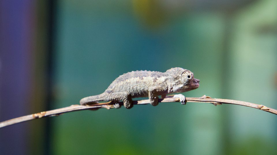 Chameleoni v Safari Parku Dvůr Králové