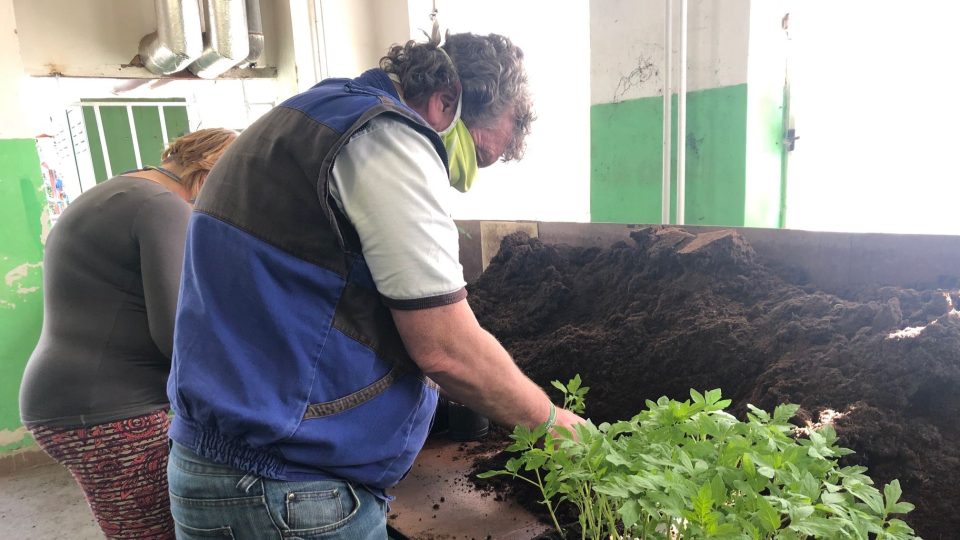 Ve sklenících zahradnické školy v Kopidlně jsou tisíce sazenic zeleniny a letniček, které je potřeba přesadit