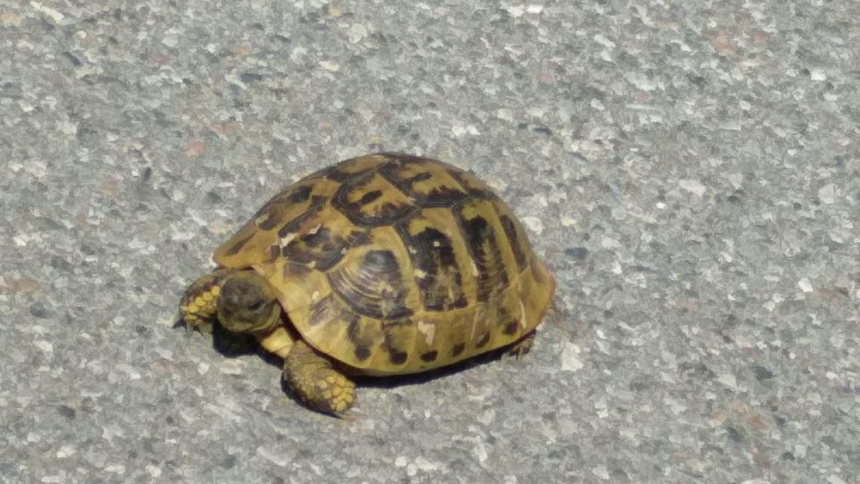 Kubova želva na silnici