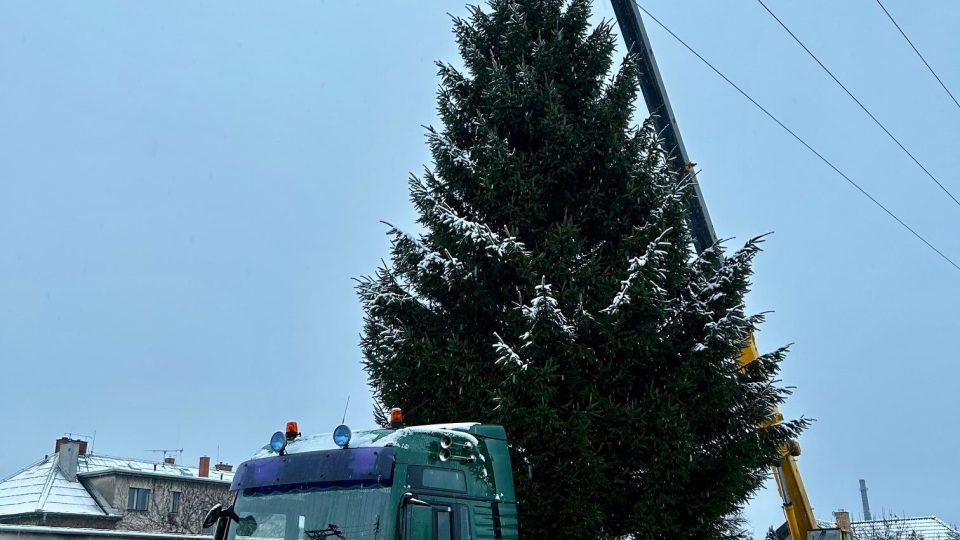 Vánoční stromy pro Hradec Králové