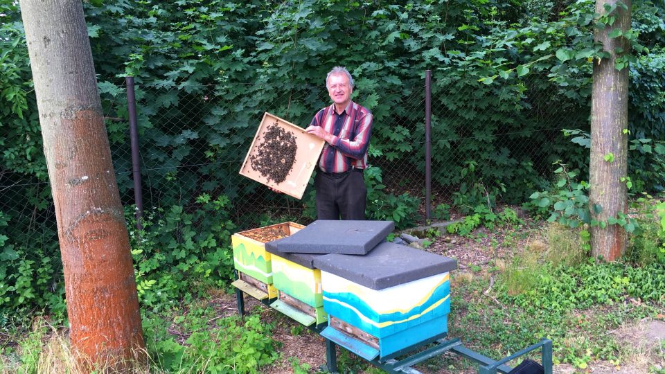 Ing. Radim Kupka instaluje včelí oddělky v Zahradě léčivých rostlin FF UK Hradec Králové