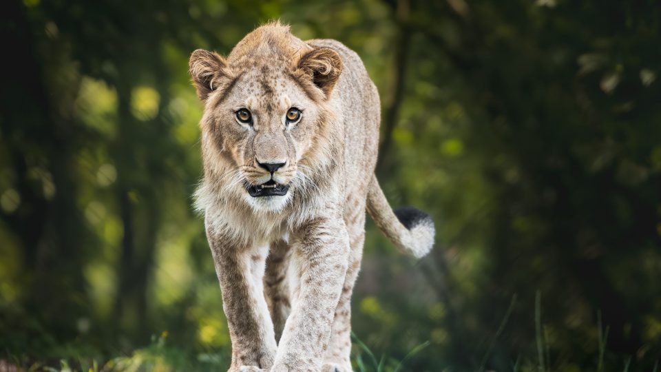 Africké a Lví safari se otevírají. Čekají vás stovky afrických zvířat i večerní vyjížďky