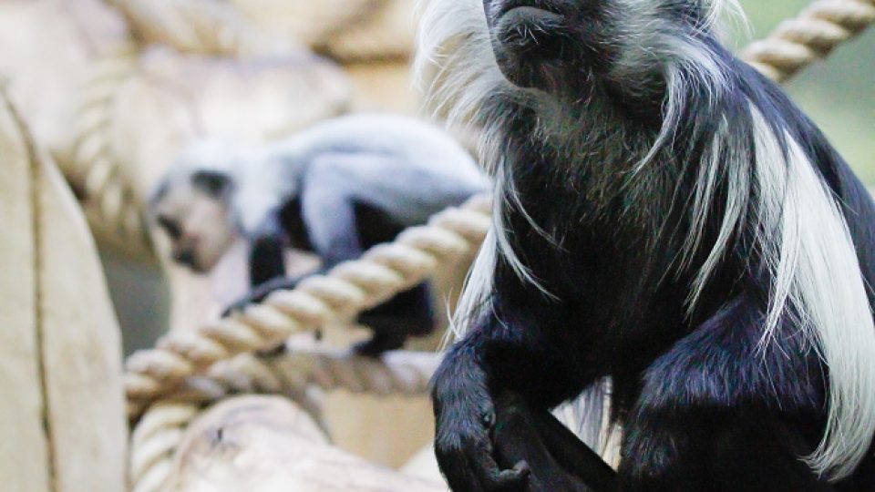 Černá opice s bílou pláštěnkou aneb mládě guerézy angolské v Safari Parku Dvůr Králové