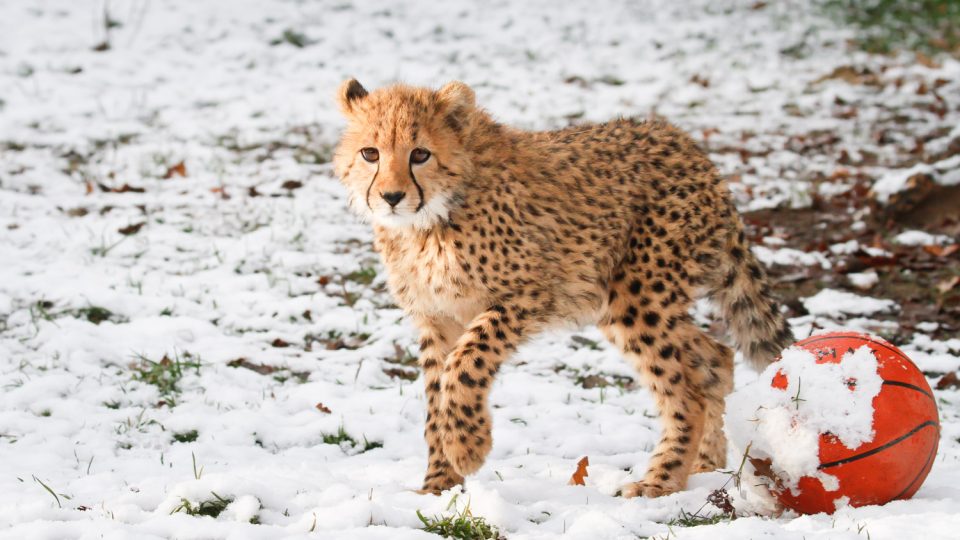 Odchov gepardů v Safari Parku Dvůr Králové je úspěšný