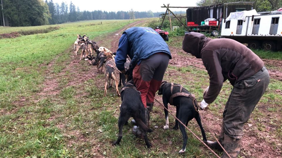 Musheři v Krkonoších zvyšují trénink svých psů. Zimní sezóna závodů se blíží