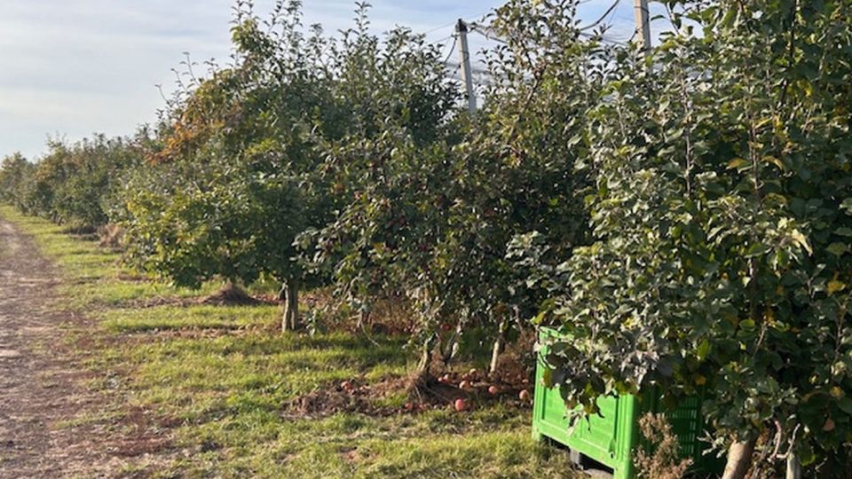 Stovka brigádníků ze zahraničí sklízí v zemědělském družstvu Dolany na Náchodsku letošní úrodu jablek