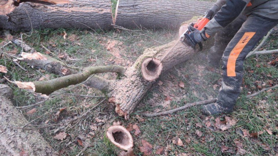 Při prořezu více stromů v Babiččině údolí našli ochranáři larvy vzácného brouka