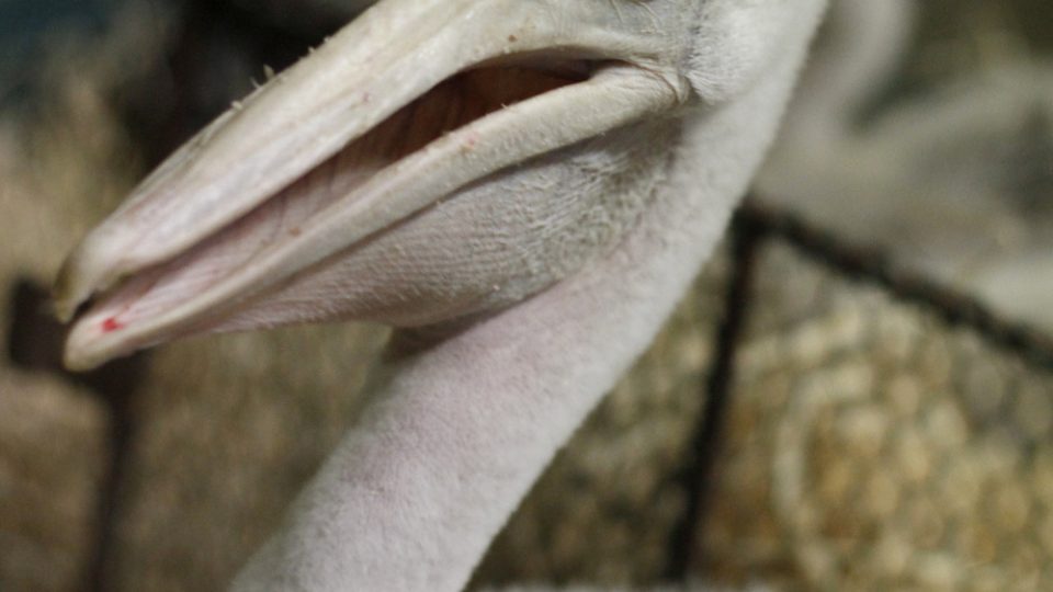 Líheň pelikánů v Safari Parku Dvůr Králové