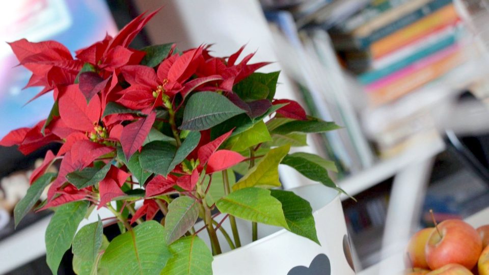 Pryšec nádherný (Euphorbia pulcherrima), kterému říkáme vánoční hvězda