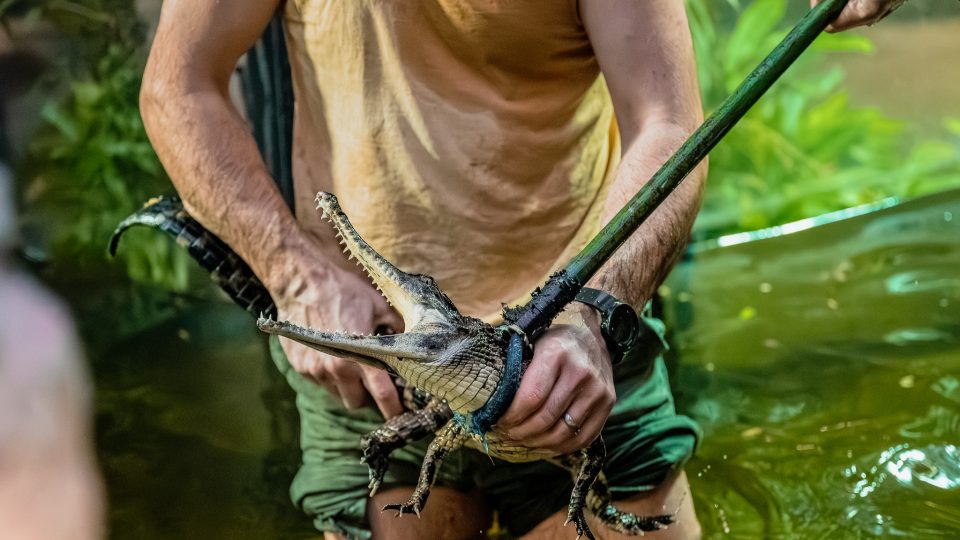 Odchyt krokodýlů čelnatých ve dvorském safari parku