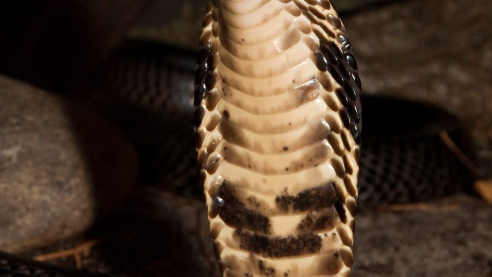 Kobra černá v Safari Parku Dvůr Králové