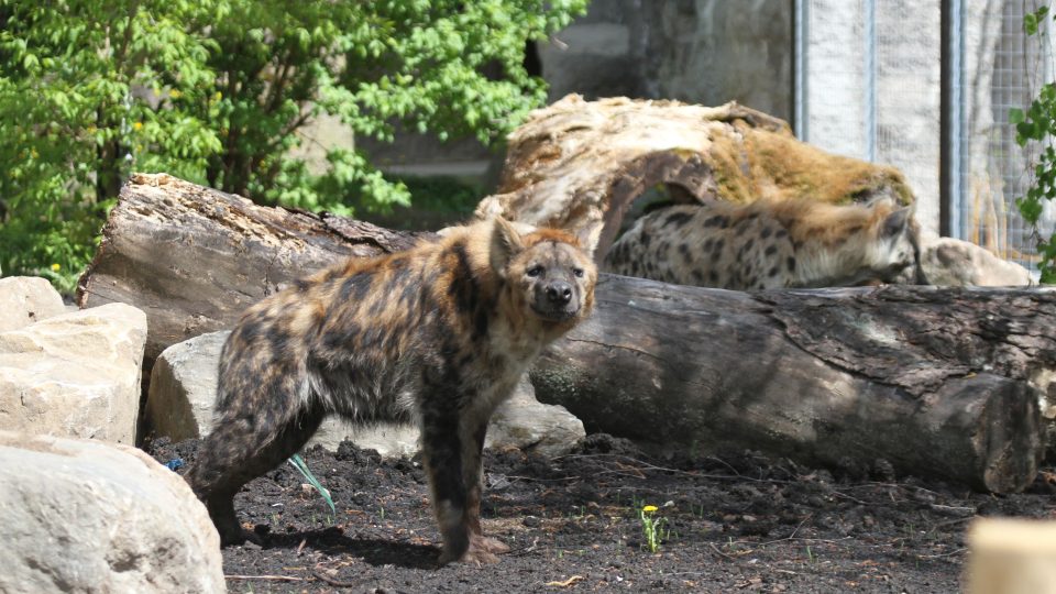Hyeny skvrnité Barak a Spoty si v Safari Parku Dvůr Králové užívají nový výběh