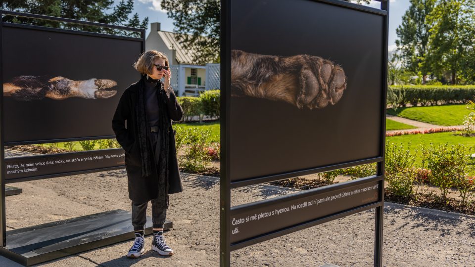 Tlapy a tlapky na výstavě Doteky Afriky v Safari Parku Dvůr Králové