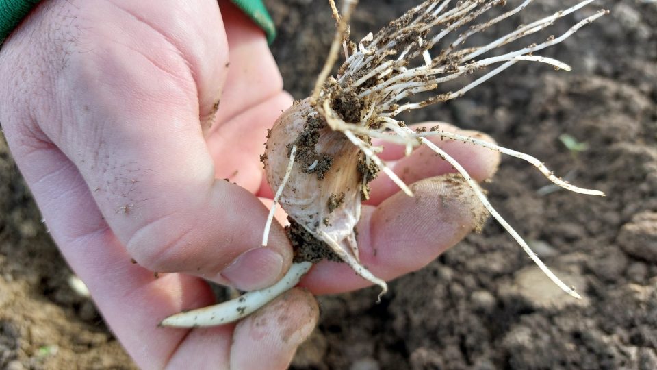 Stroužek česneku po dvou týdnech v zemi